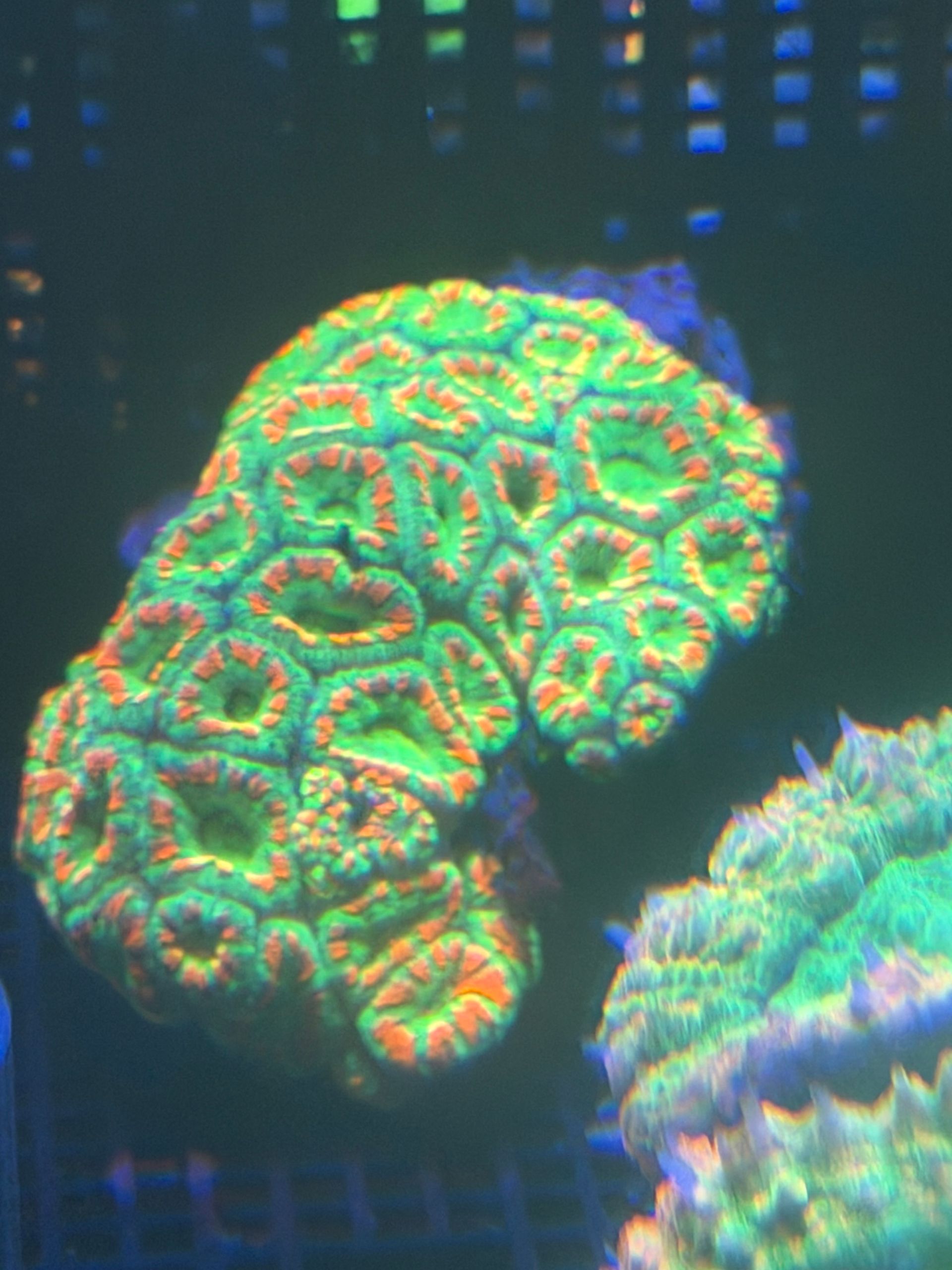 acan