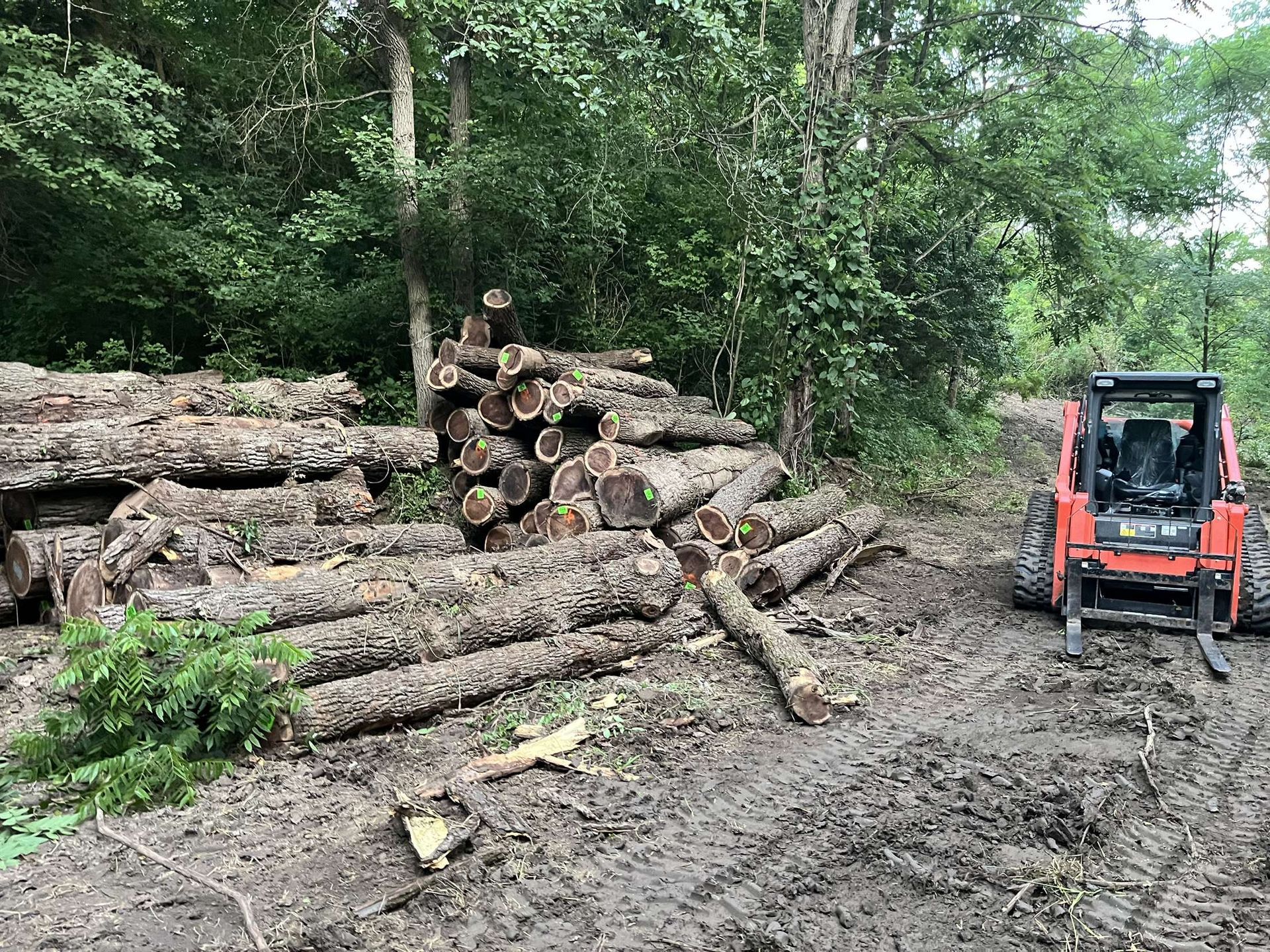 A compact tractor with logs stacked nearby in a muddy wooded area.