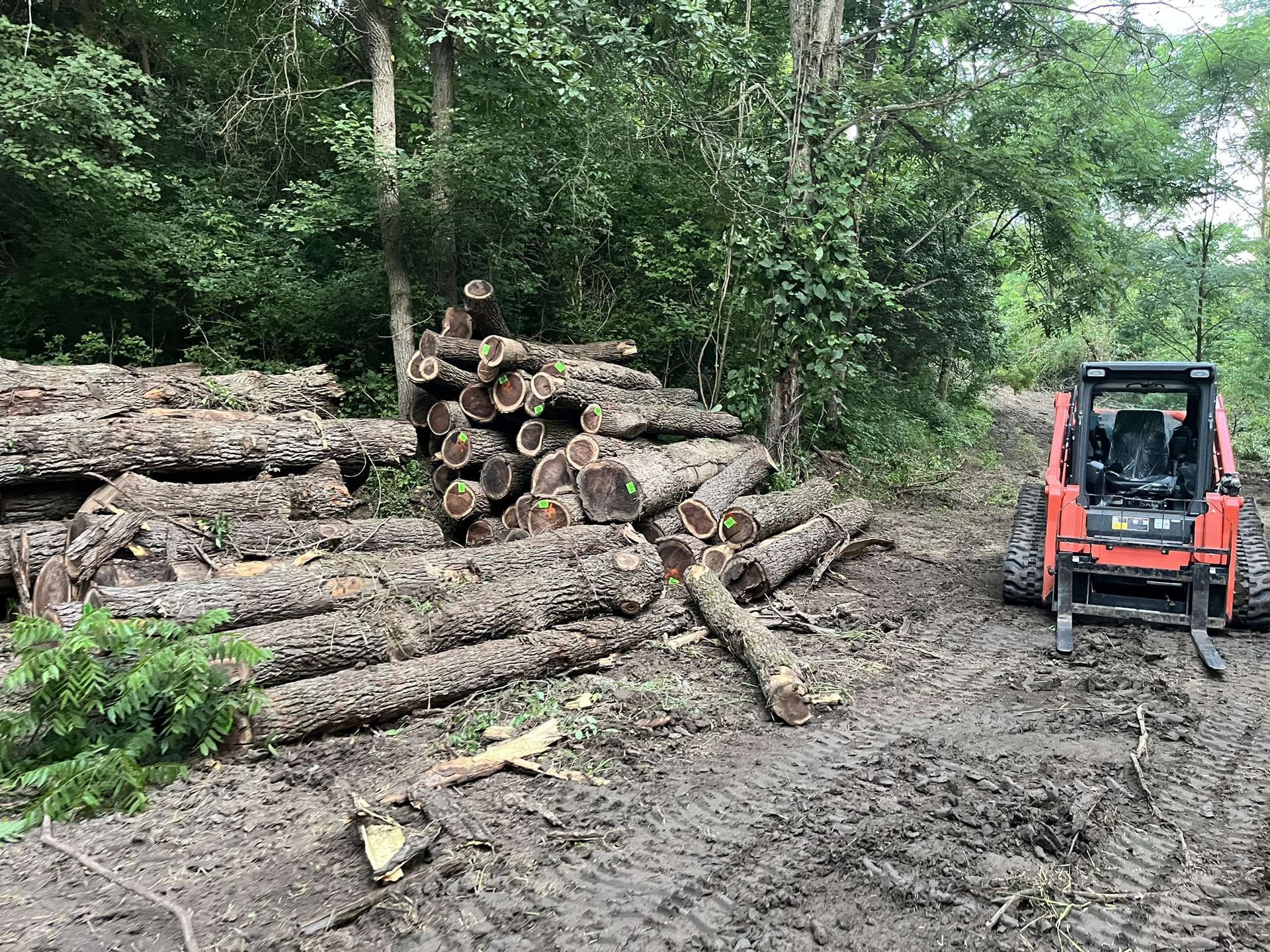 Logs piled in mud with a skid steer, a logging operation in a wooded area.