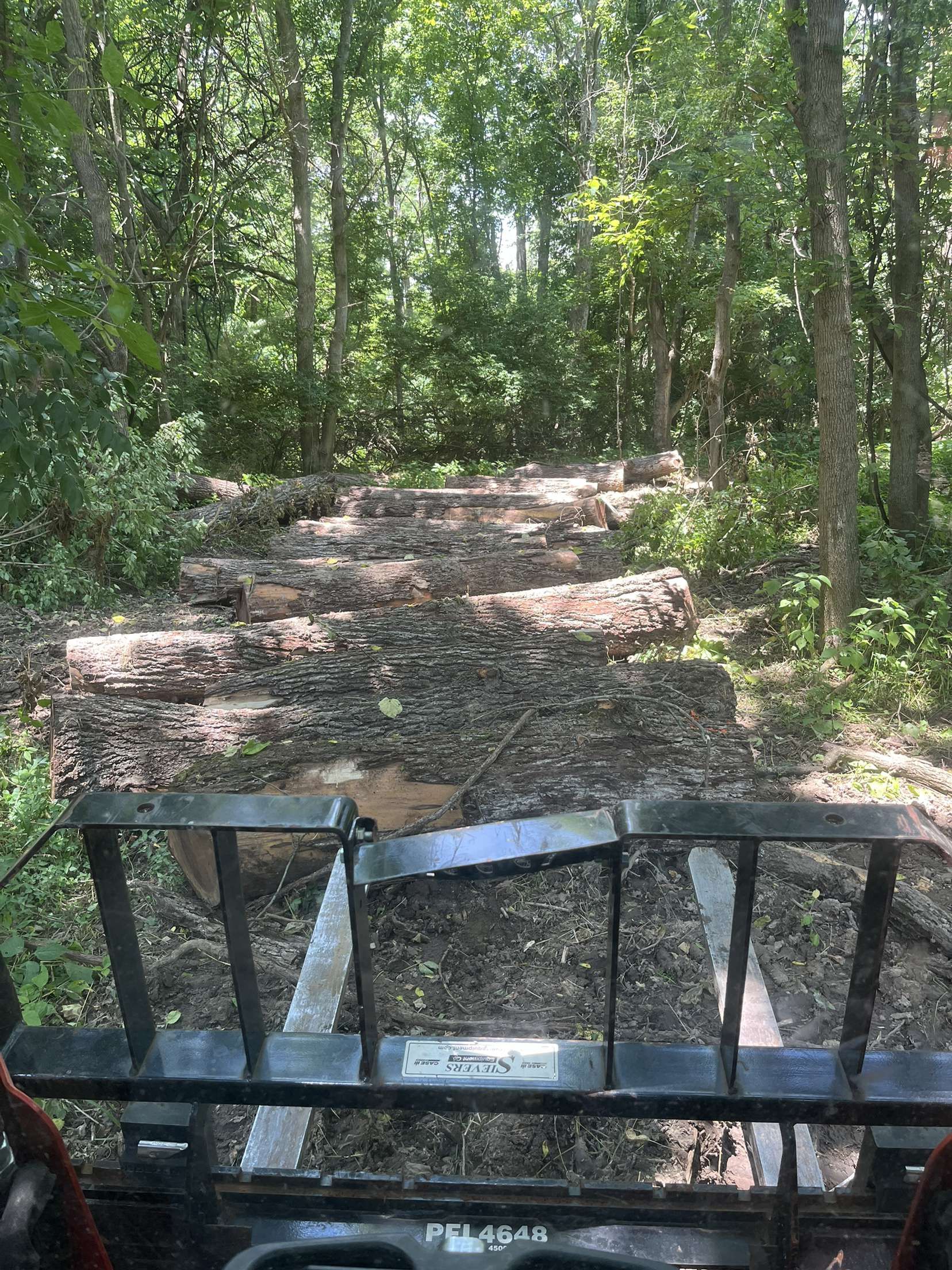 A person driving a vehicle loaded with logs on a forest path with trees.