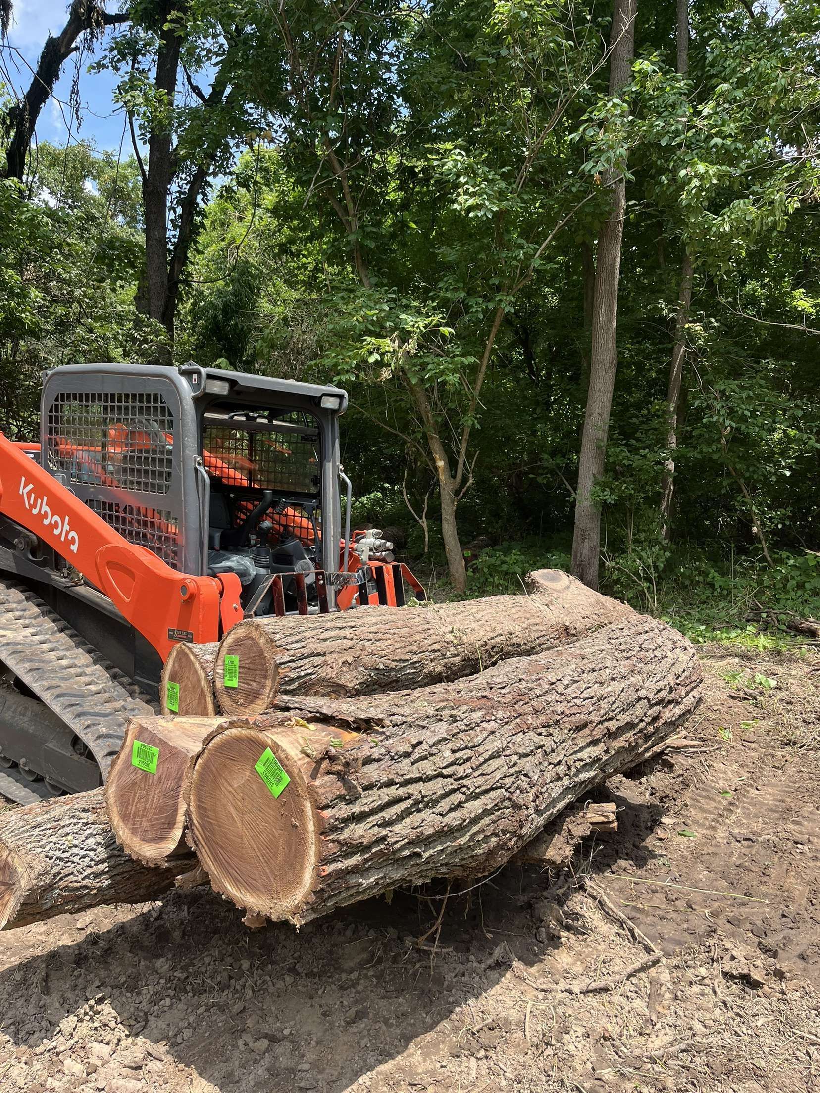 Orange Kubota skid steer carrying tree logs in a wooded area.