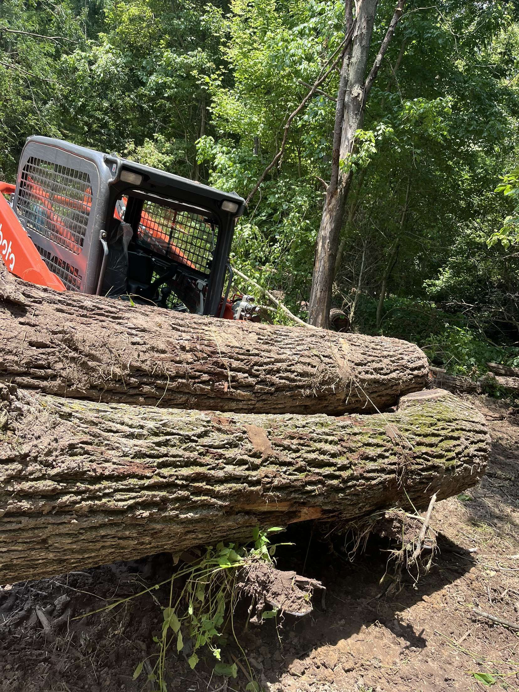 A small orange tractor is moving two large muddy logs in a wooded area.