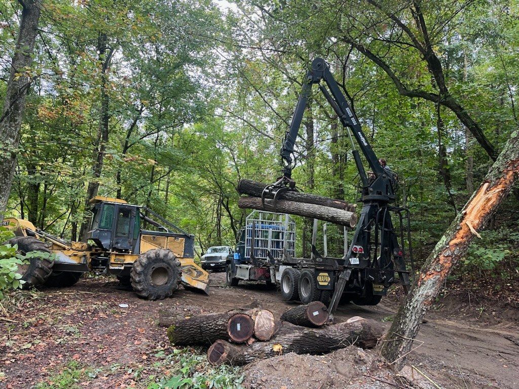A tractor is carrying logs on a trailer in the woods.