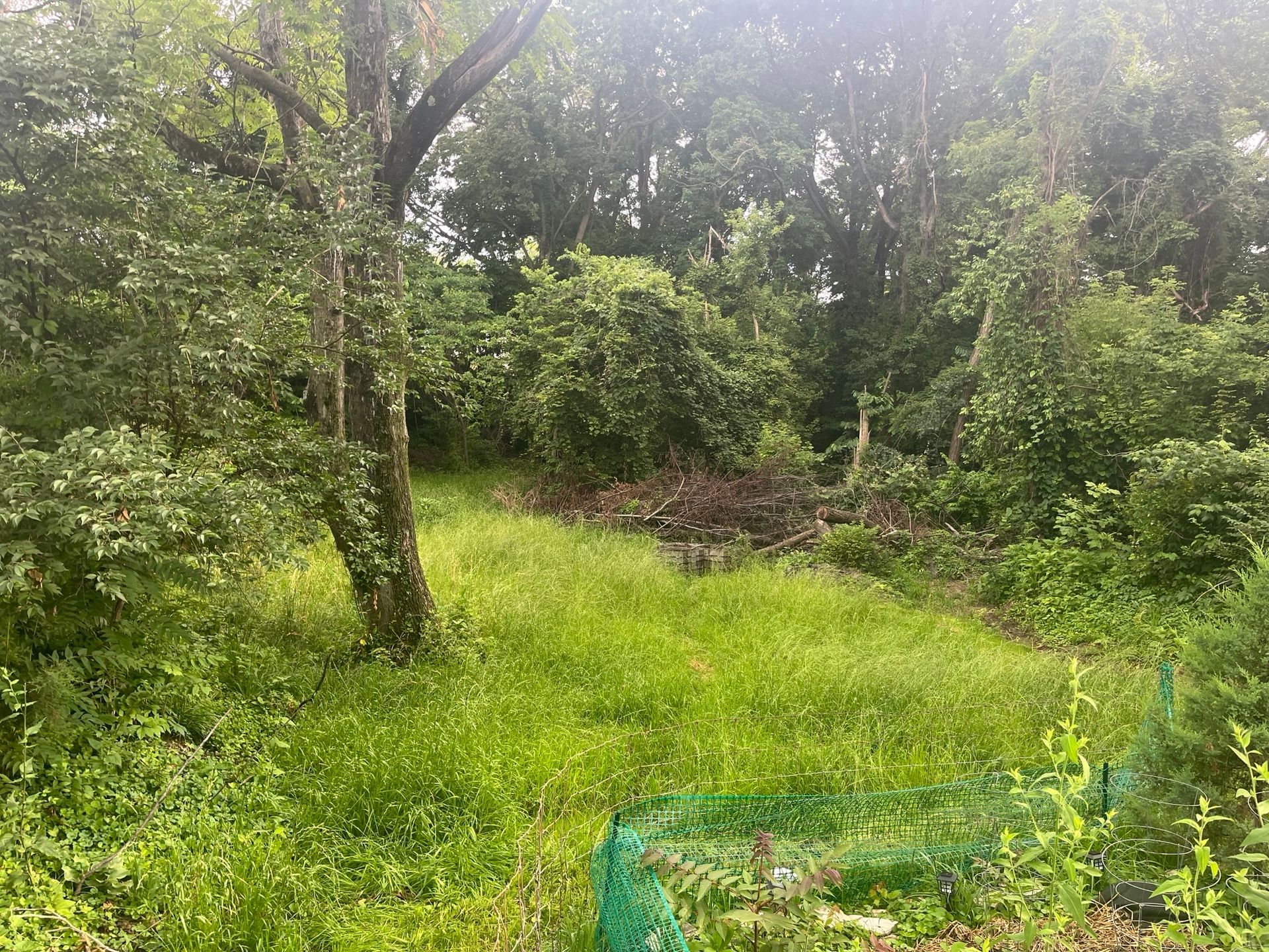 Grassy clearing in a forest, surrounded by lush green foliage and trees.