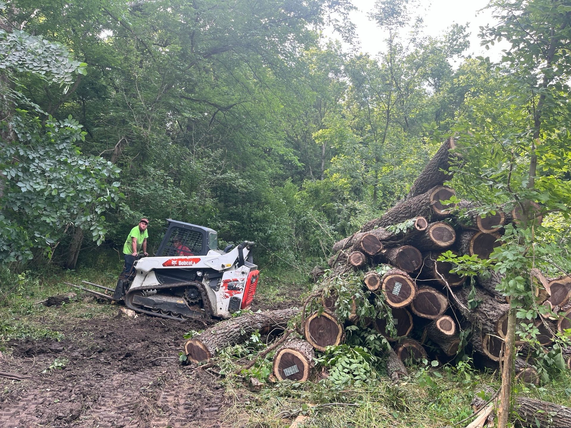 Bobcat skid steer next to a pile of cut logs in a wooded area; a person in safety gear nearby.