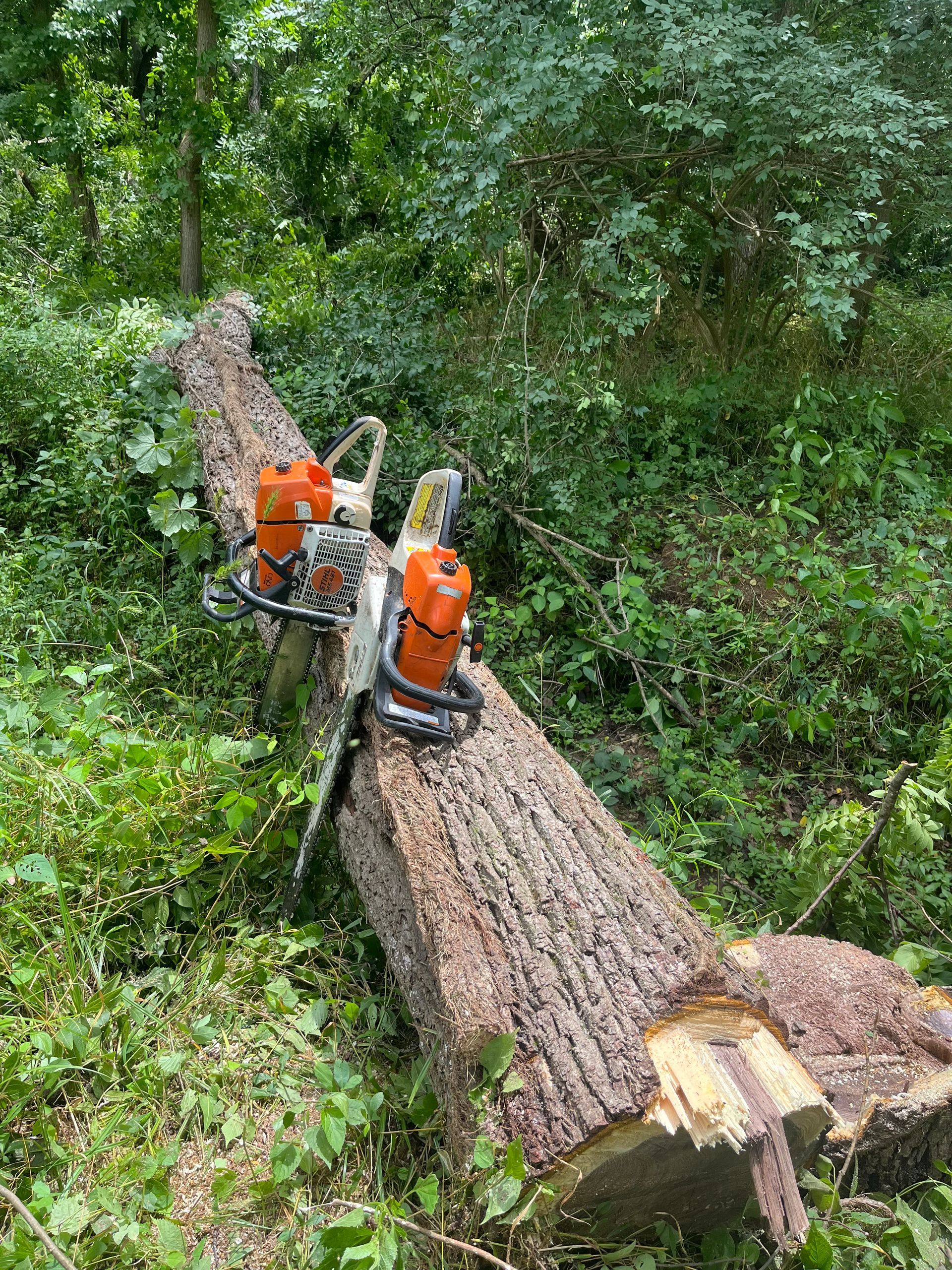 Two orange chainsaws on a felled tree trunk in a green wooded area.