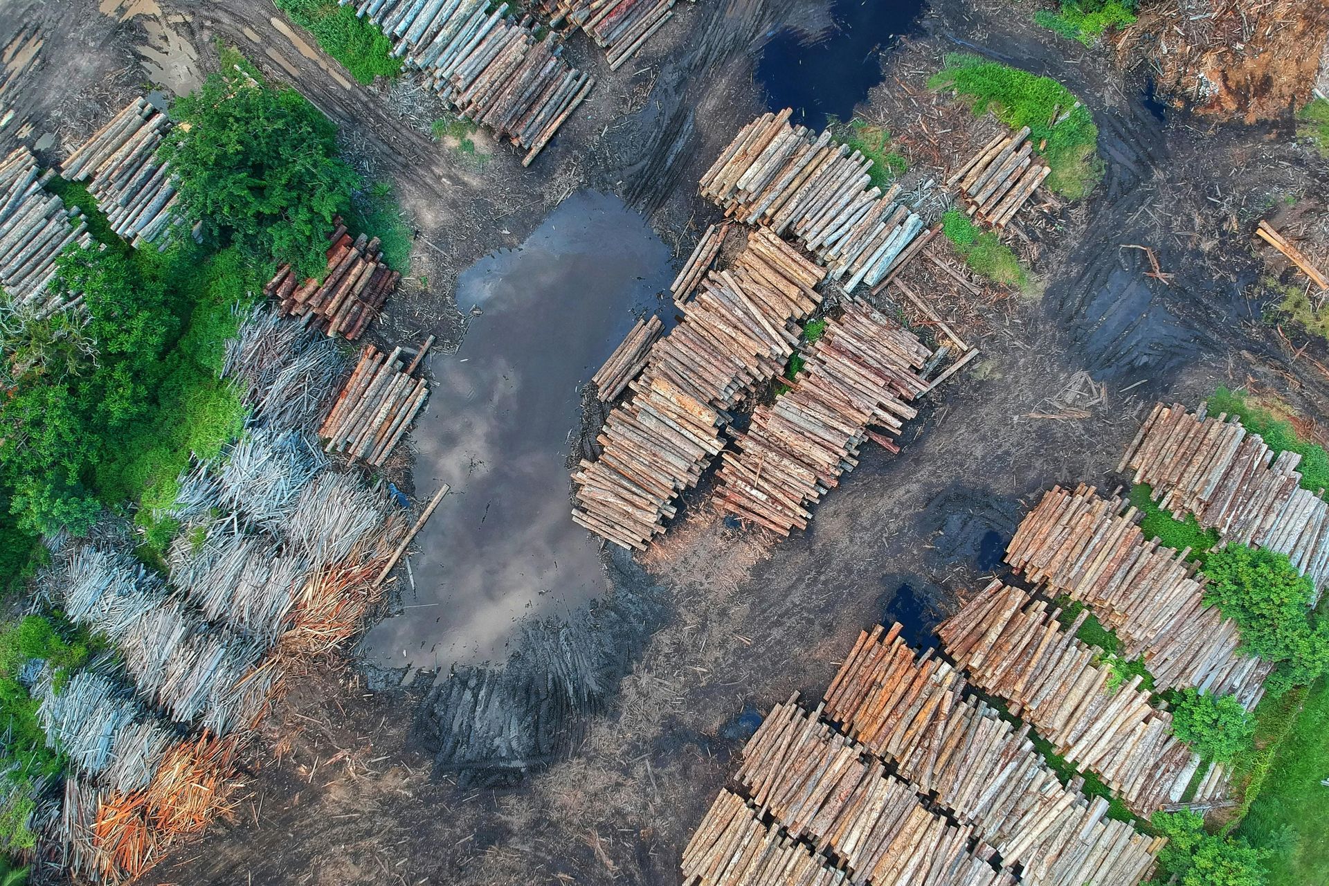 A tractor is loading logs into a trailer in the woods