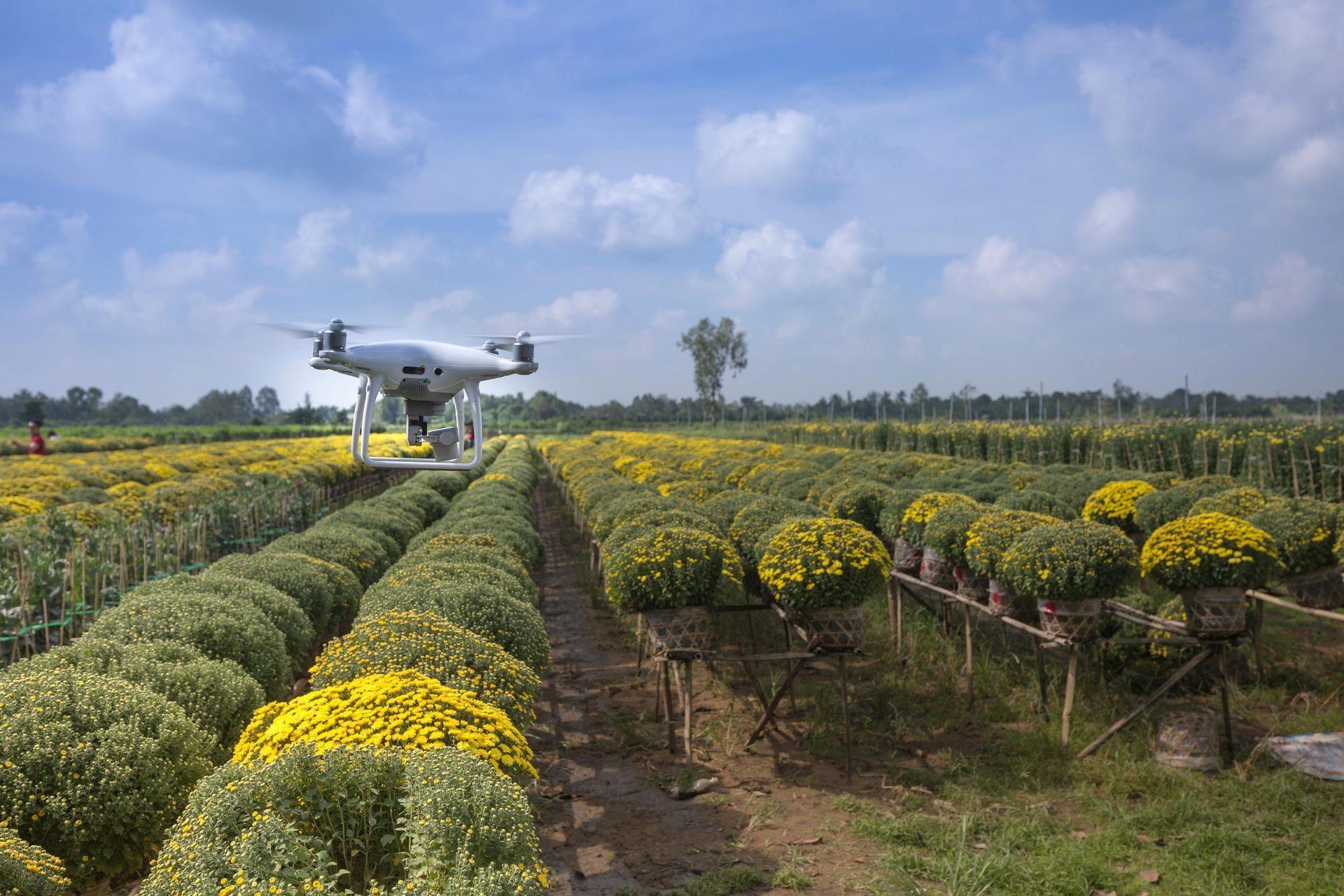 Drone hovering over rows of blooming yellow flowers in an outdoor field under a partly cloudy sky.