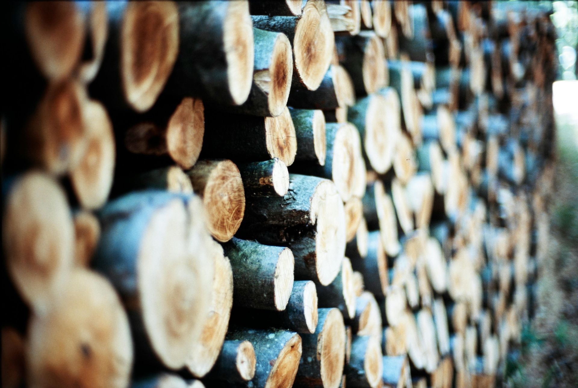 Pile of cut logs, showing the ends with concentric rings. Wood is light brown with dark bark.