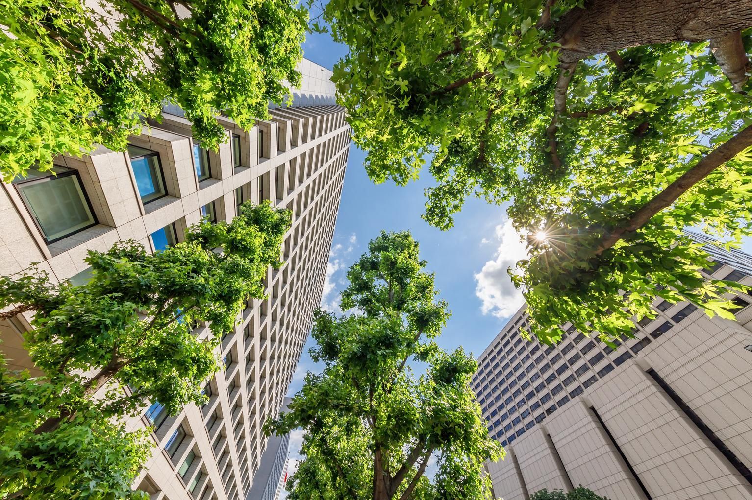 Tall buildings surrounded by green trees, viewed from below against a blue sky, sun shining through the gaps.