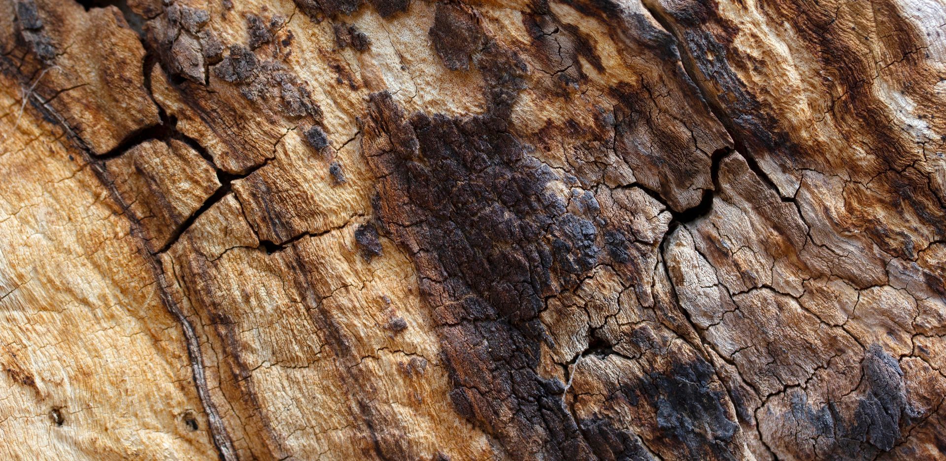 Close-up of weathered wood with brown and tan tones, cracks, and dark spots.