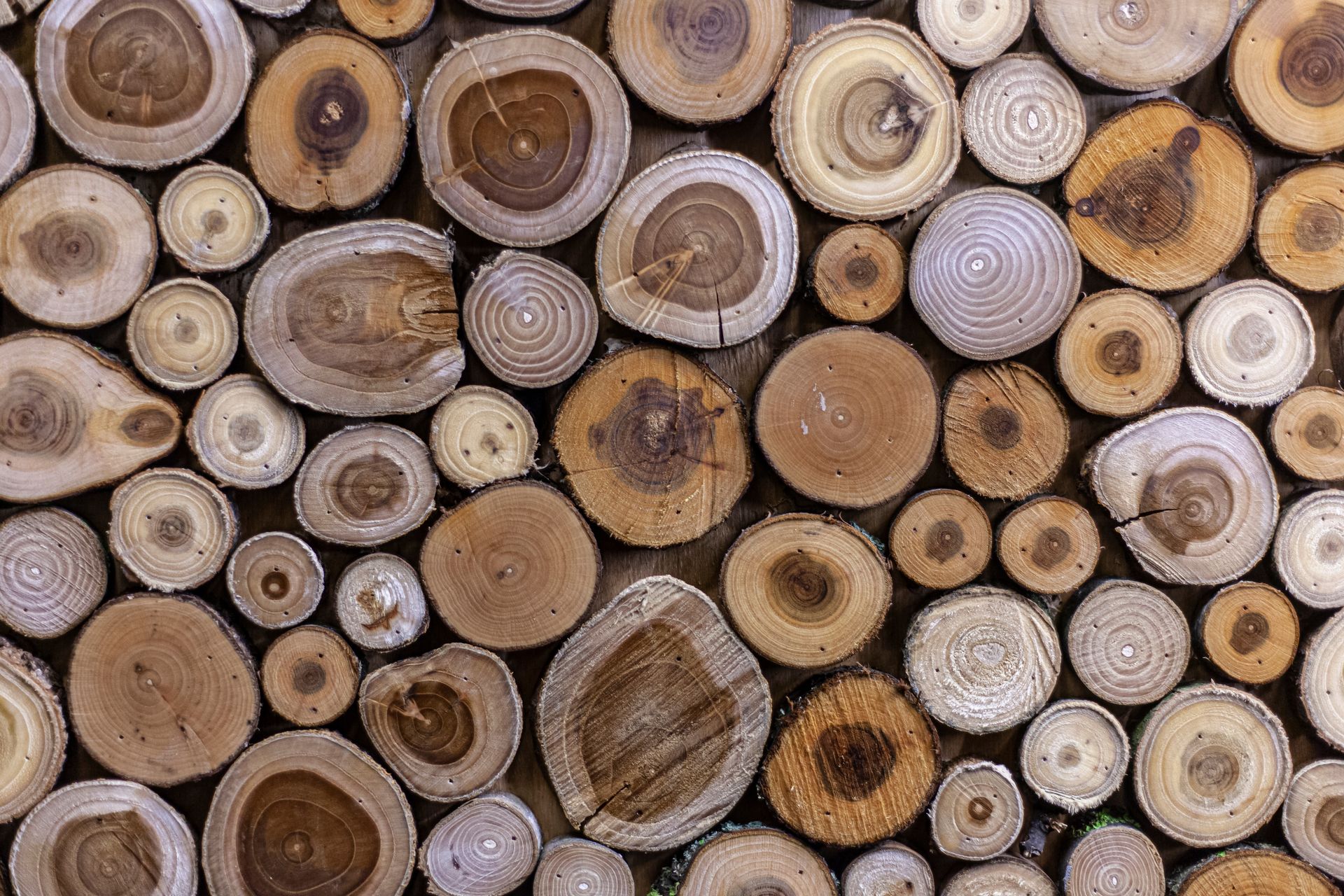 Cross-sections of various wood logs arranged closely together, showing concentric rings and varying shades of brown.