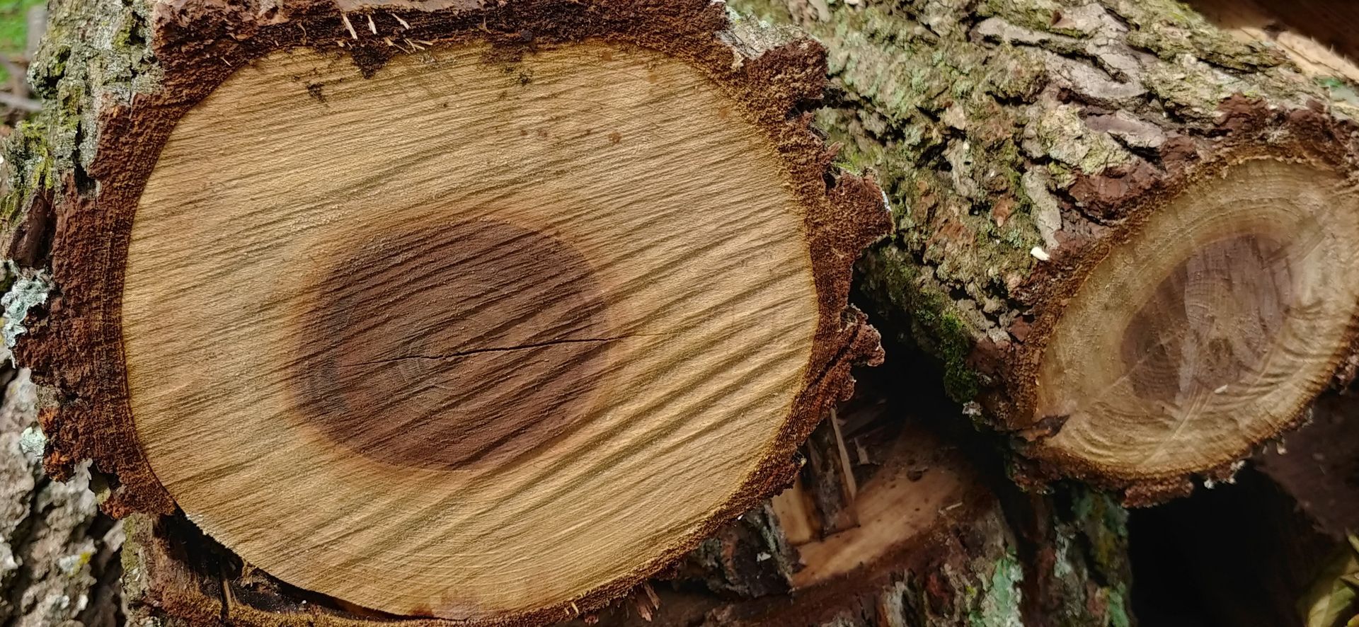Close-up of cut tree logs, showing concentric rings and bark.
