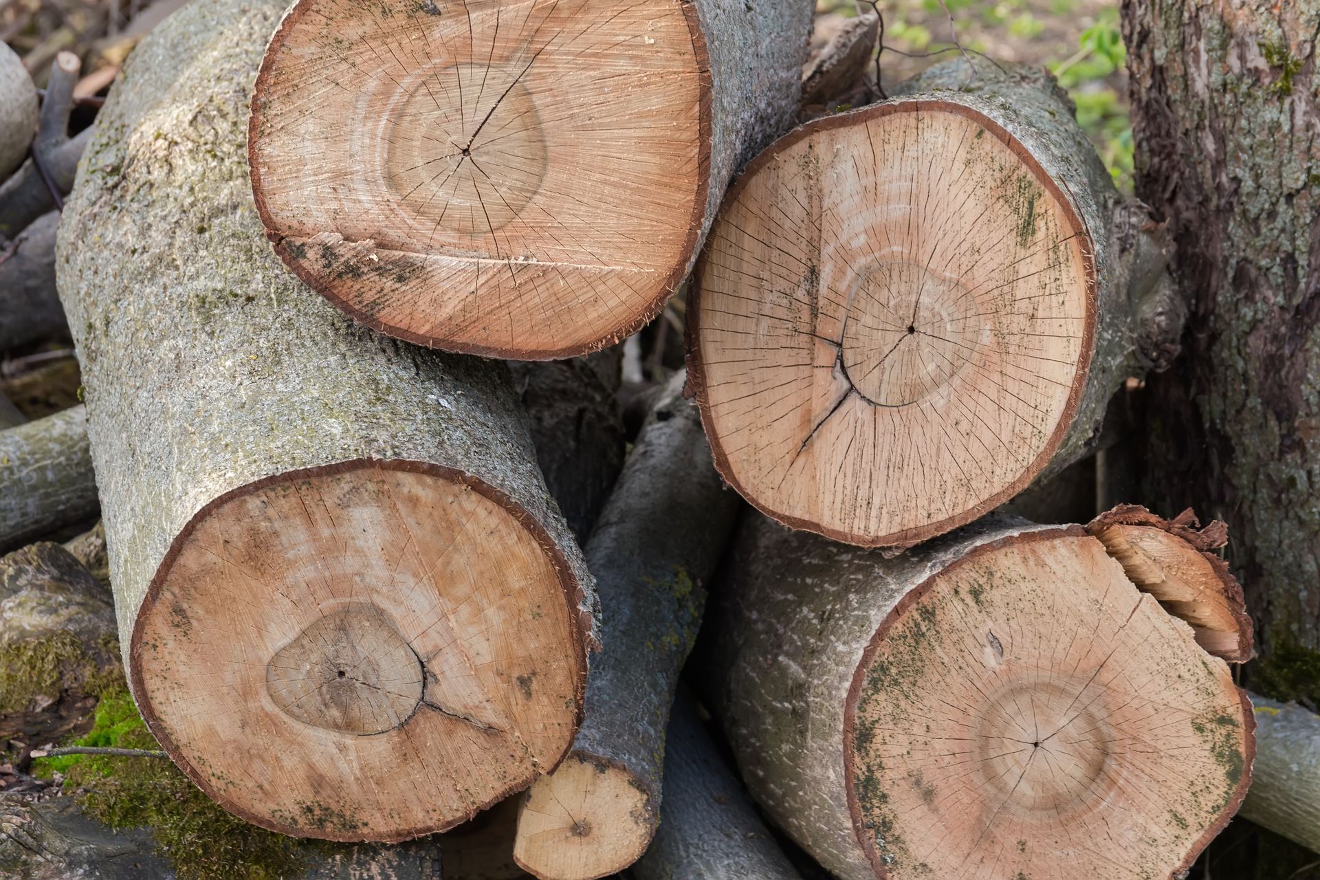 Pile of cut logs, showing the cross-sections of wood with visible growth rings and a gray bark.
