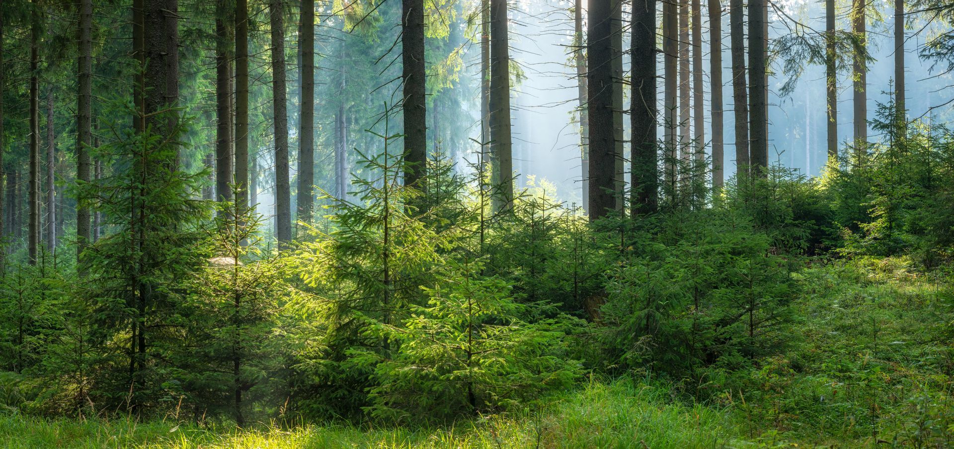 Lush green forest with tall trees and sunlight filtering through the mist.