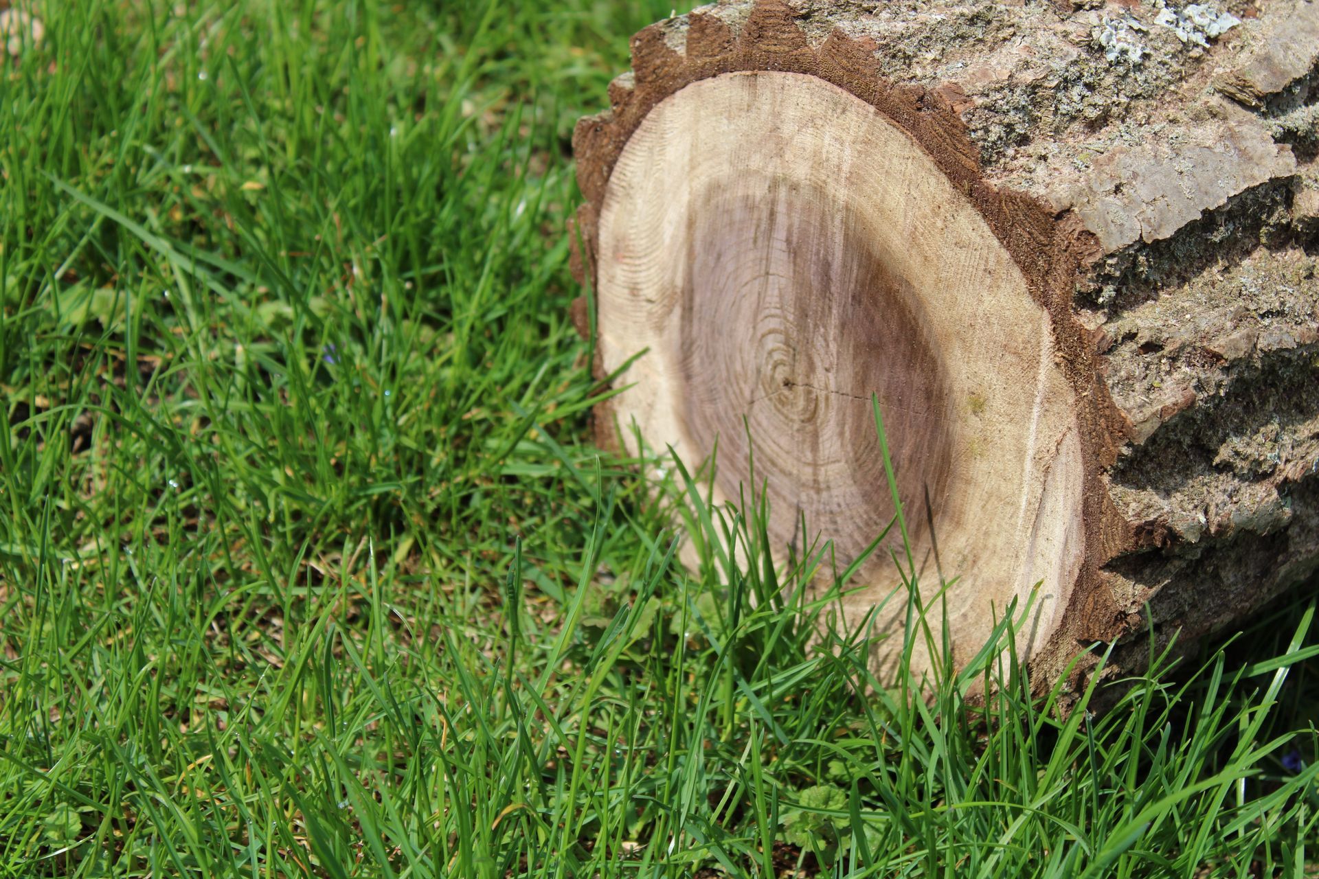 Cross-section of a tree trunk on green grass, showing wood rings and bark.