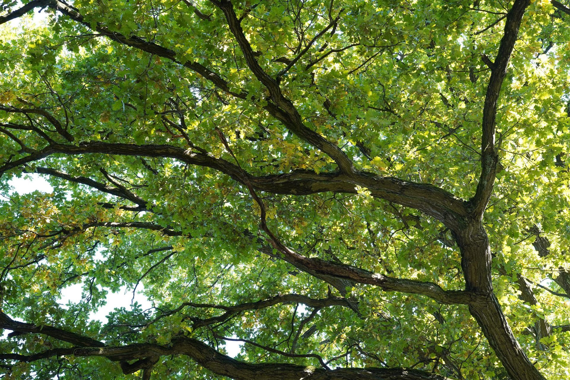 Looking up at a tree with lots of green leaves