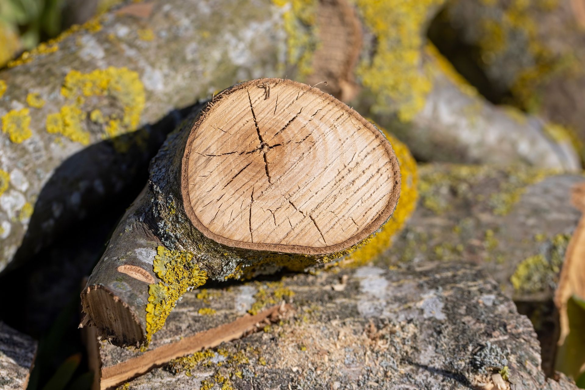 Close-up of cut tree logs, showing concentric rings and bark.