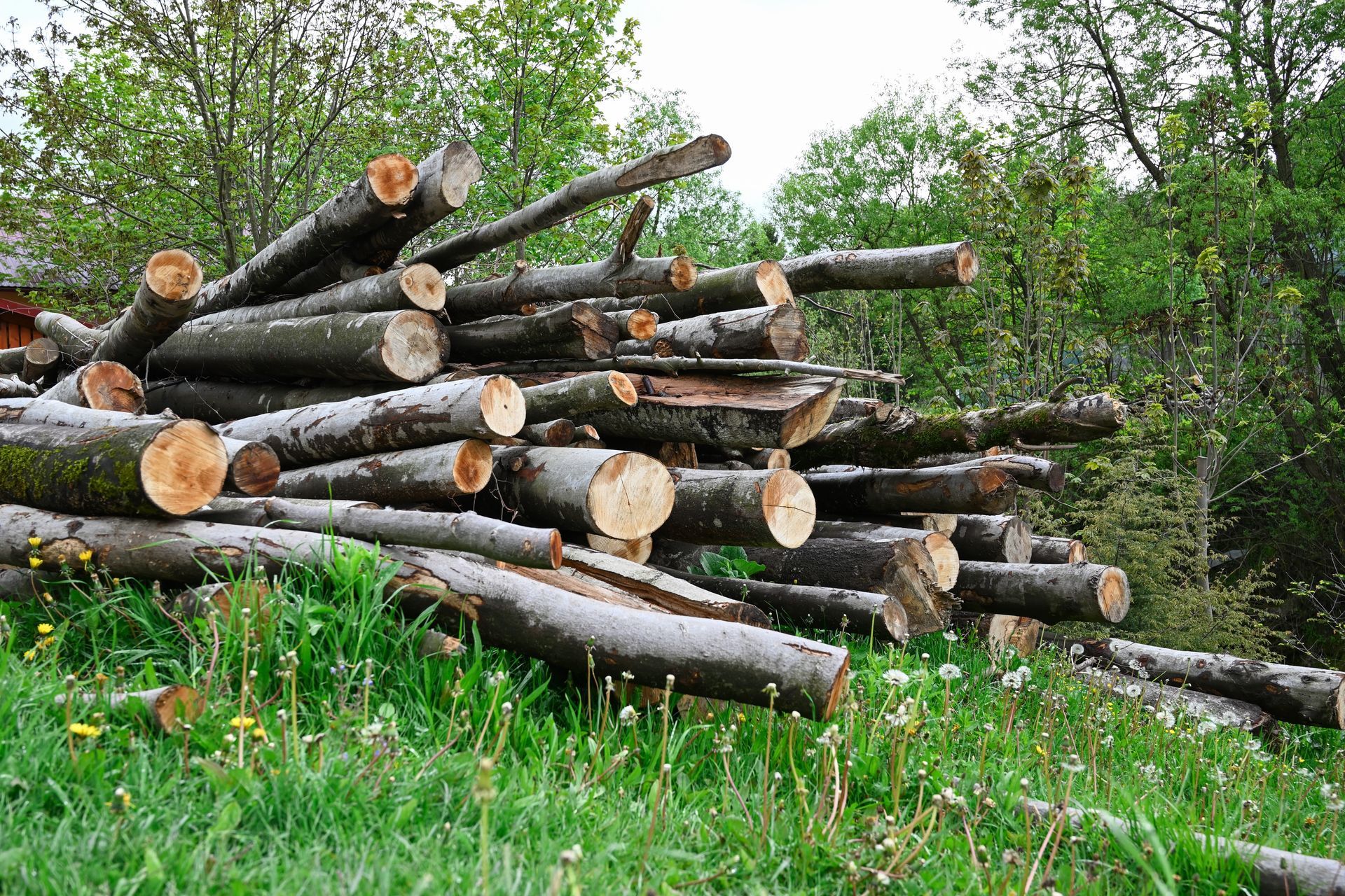 Logs of cut wood scattered on a gravel surface with wood shavings; green grass in background.