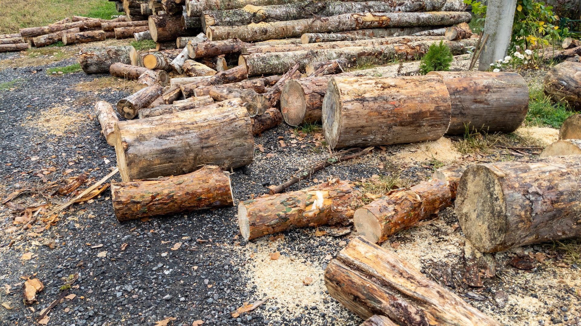Logs of cut wood scattered on a gravel surface with wood shavings; green grass in background.