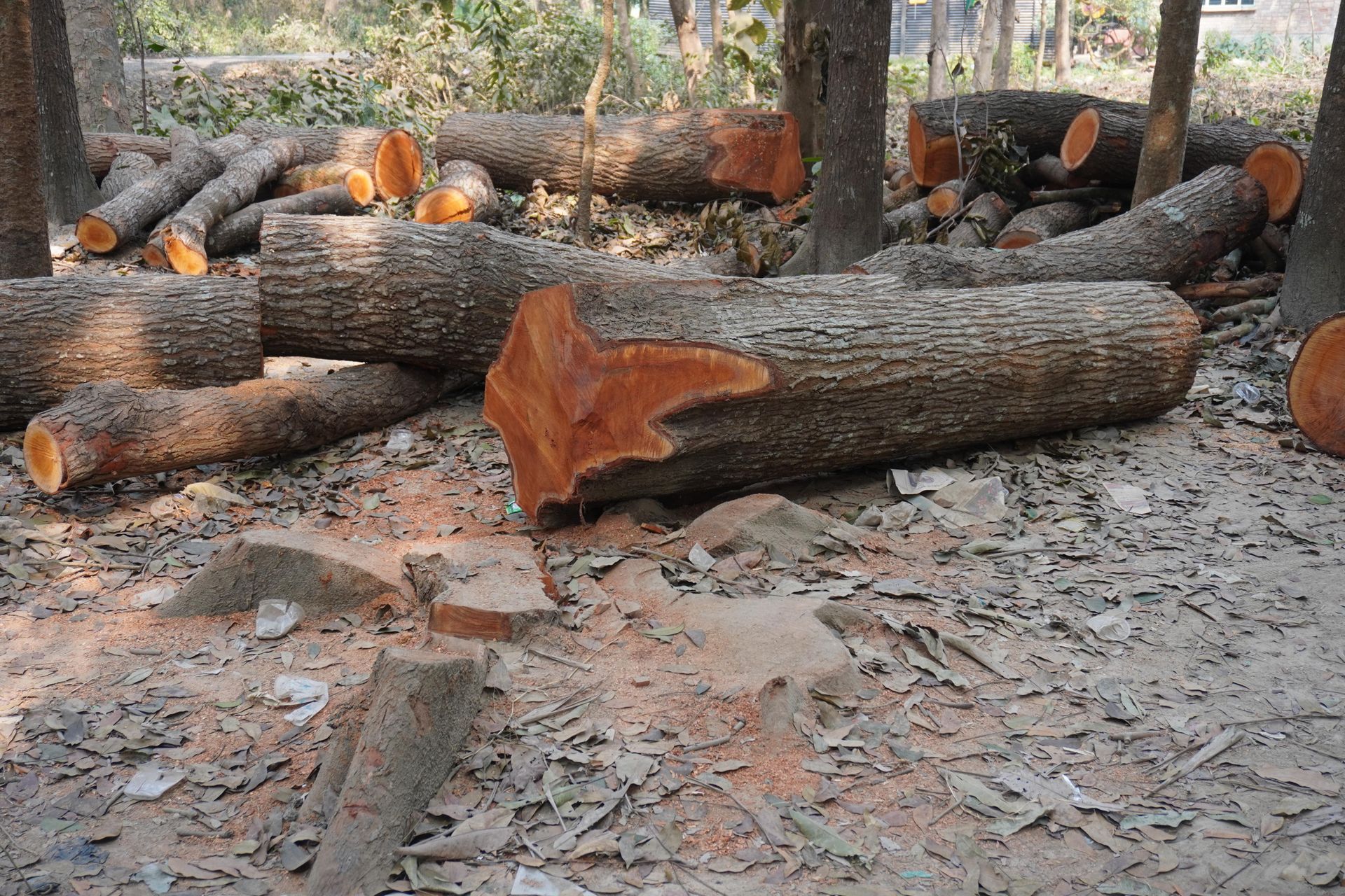 Logs of cut trees lie on the ground with wood chips and sawdust in a forest setting.