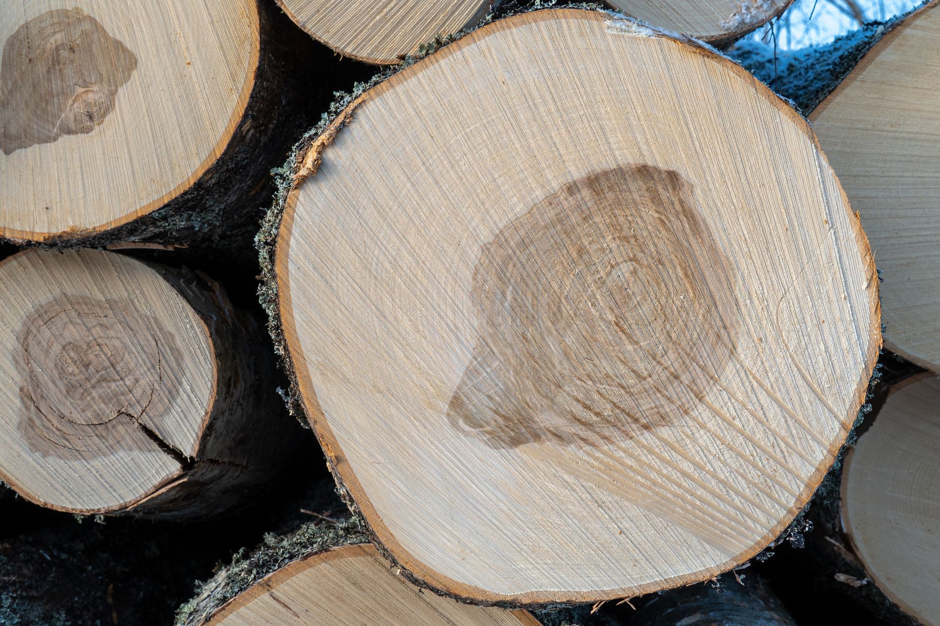 Cut tree logs stacked, showing annual rings and lighter-colored sapwood surrounding darker heartwood.