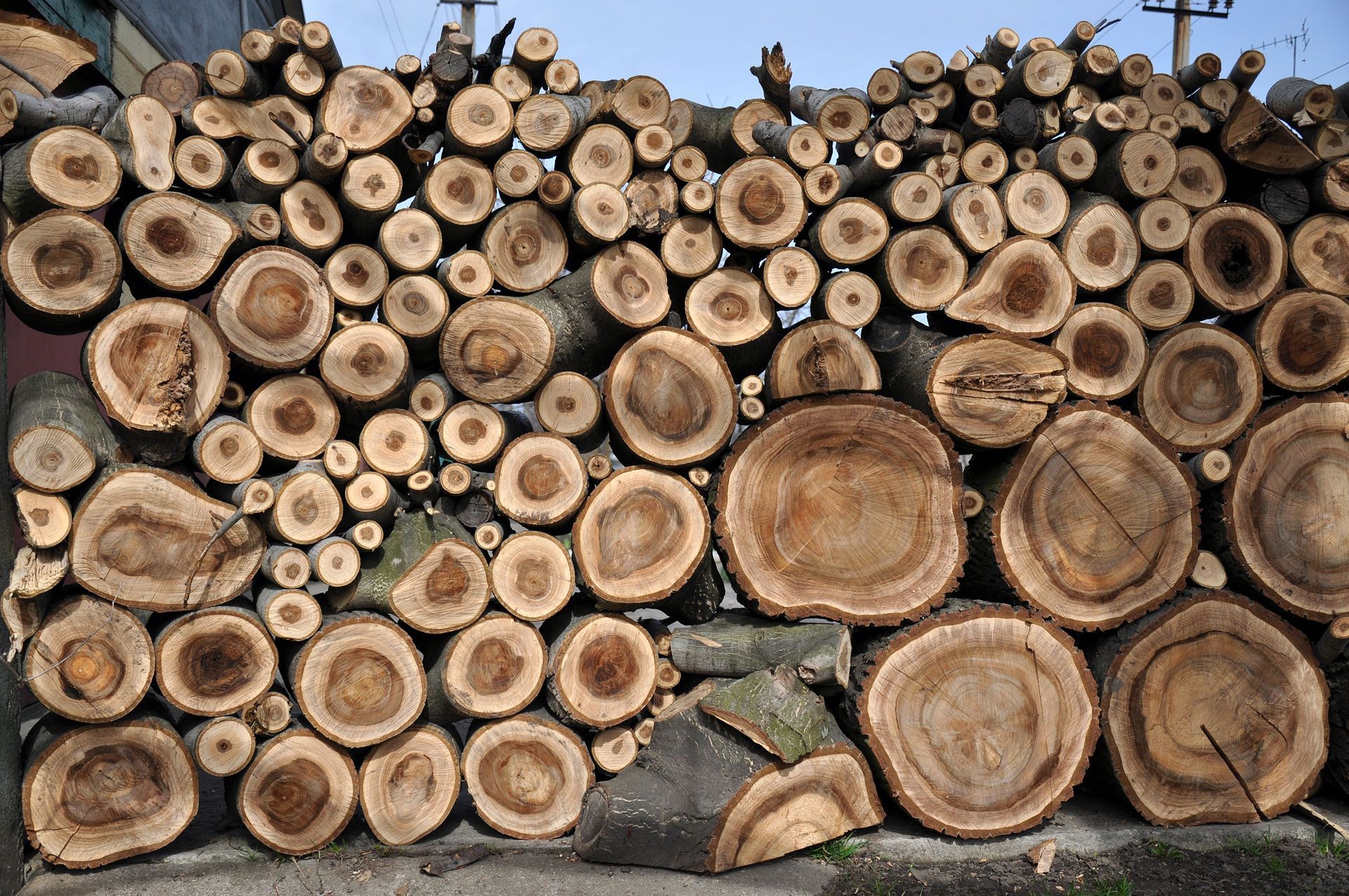 Pile of cut logs, showing concentric growth rings, stacked against a wall.