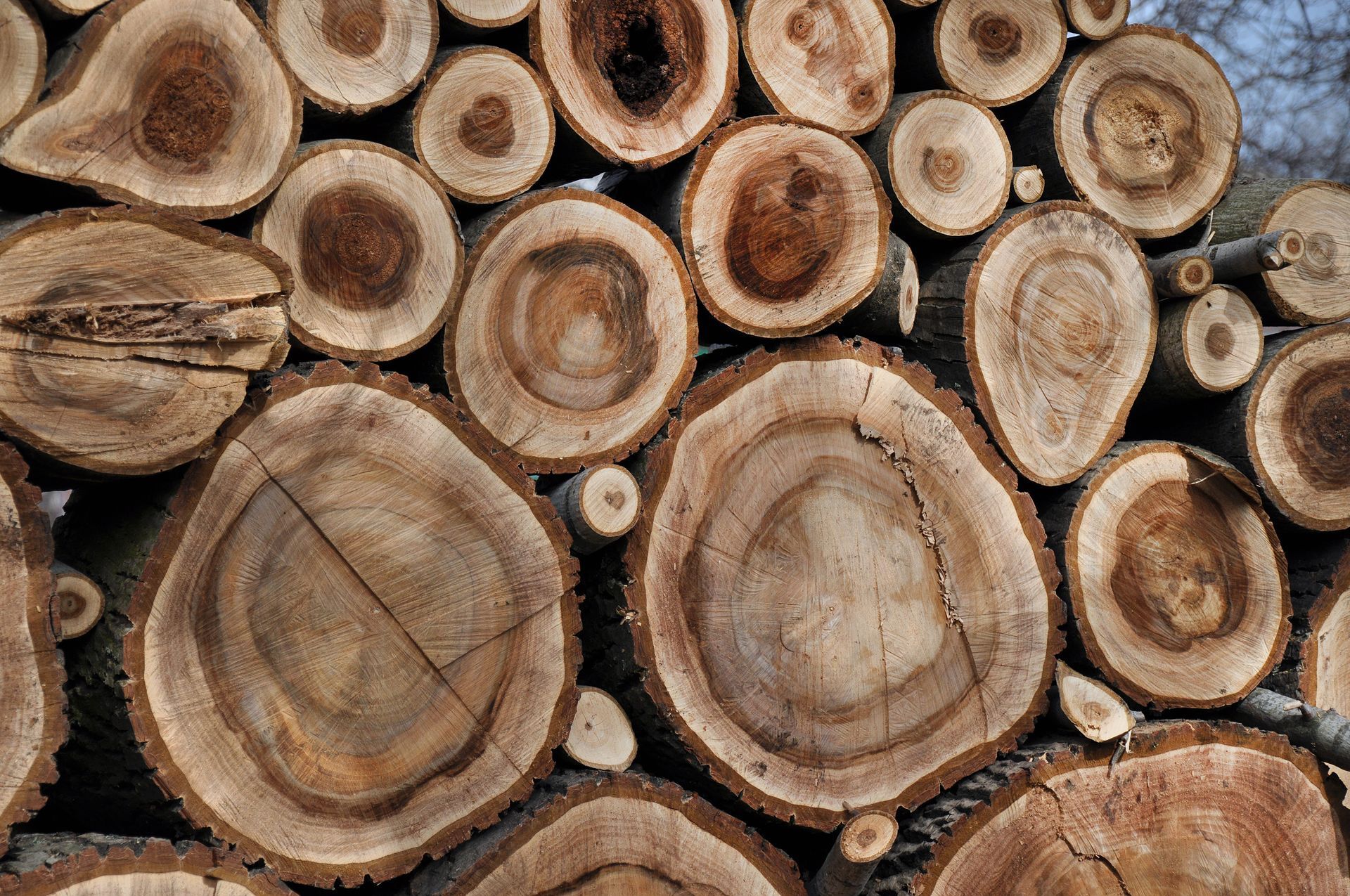 Pile of freshly cut logs, varying sizes, showing tree rings in shades of brown and tan.