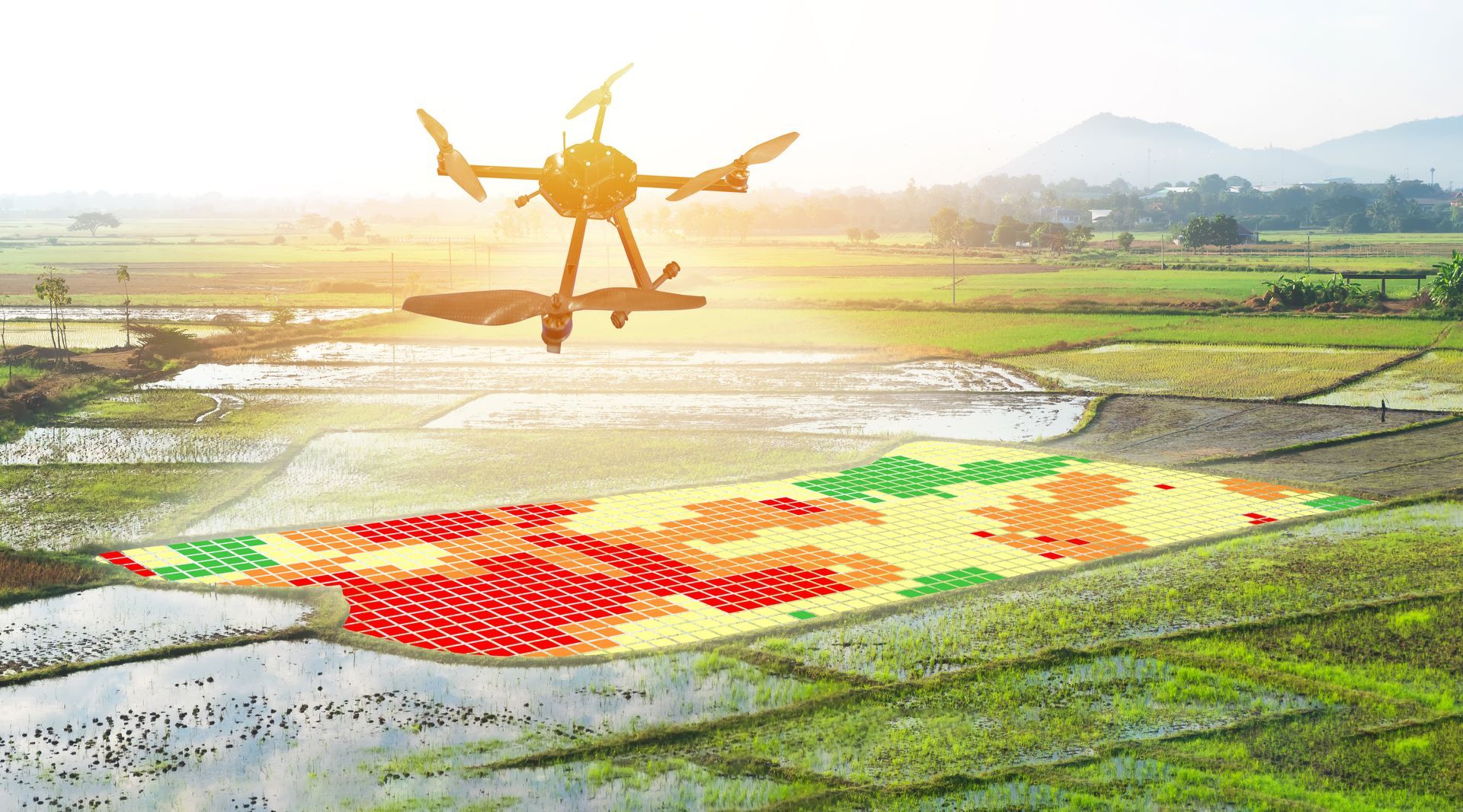 A drone is flying over a field of rice.
