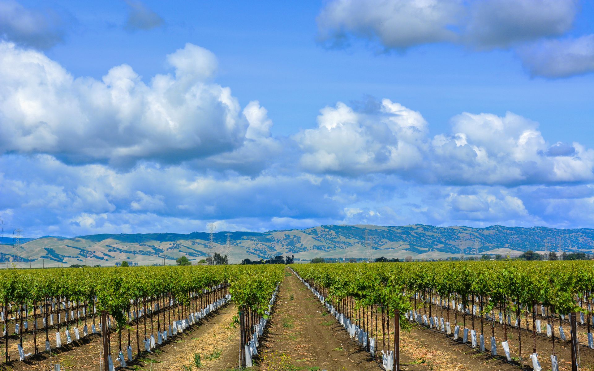 A row of vineyards with mountains in the background on a sunny day.