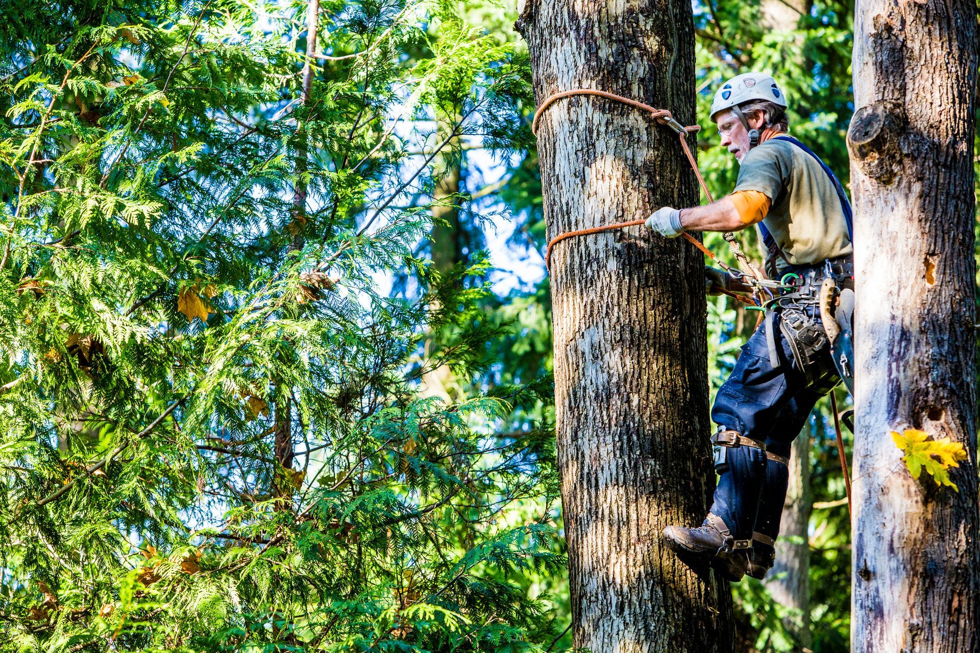 A man is cutting a tree with a chainsaw while climbing a tree.