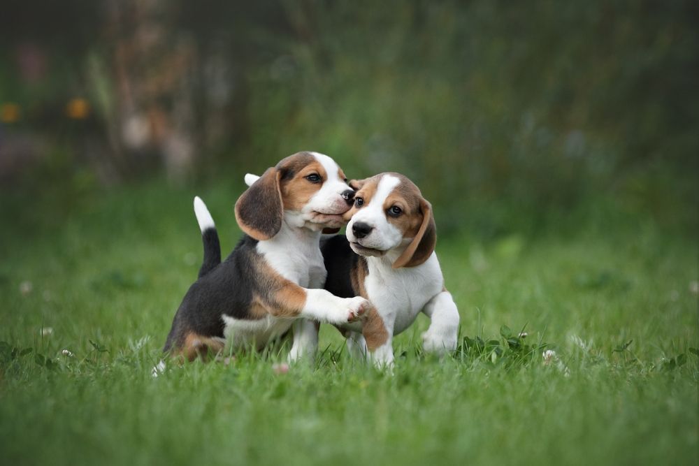 Two beagle puppies are playing in the grass.