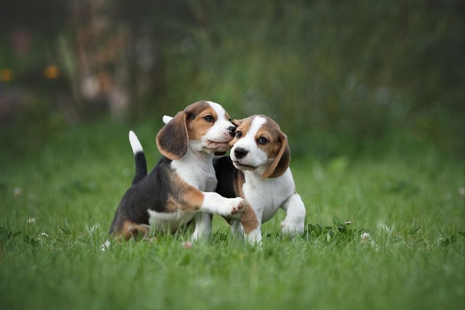 Two beagle puppies are playing in the grass.