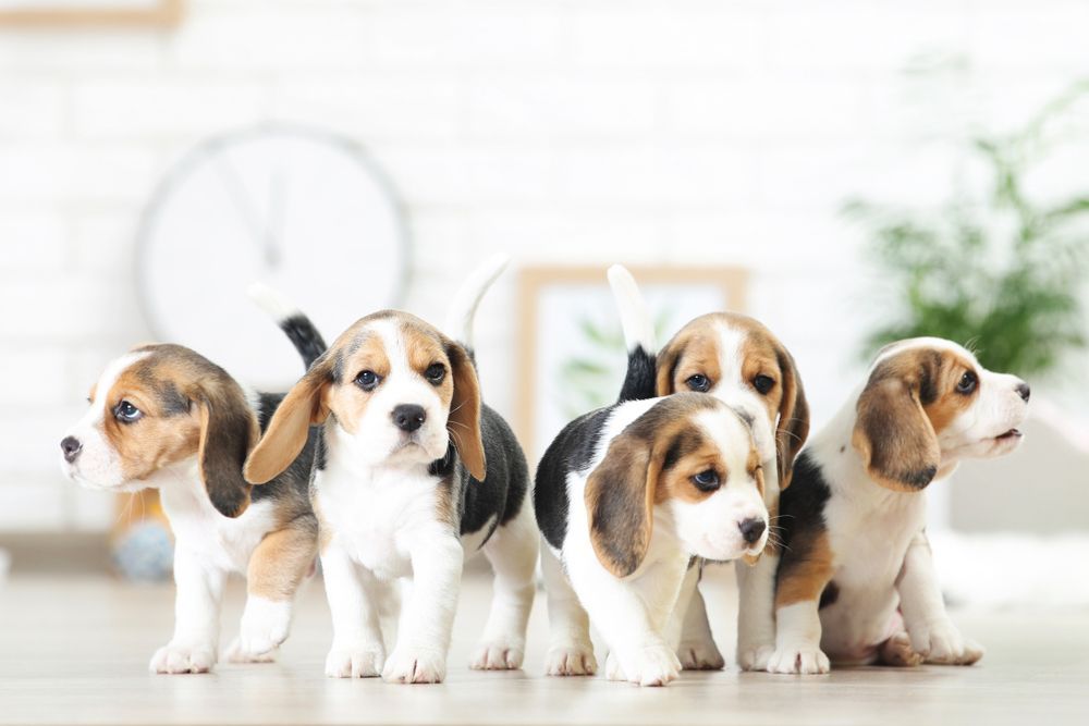 A group of beagle puppies standing next to each other on a table.