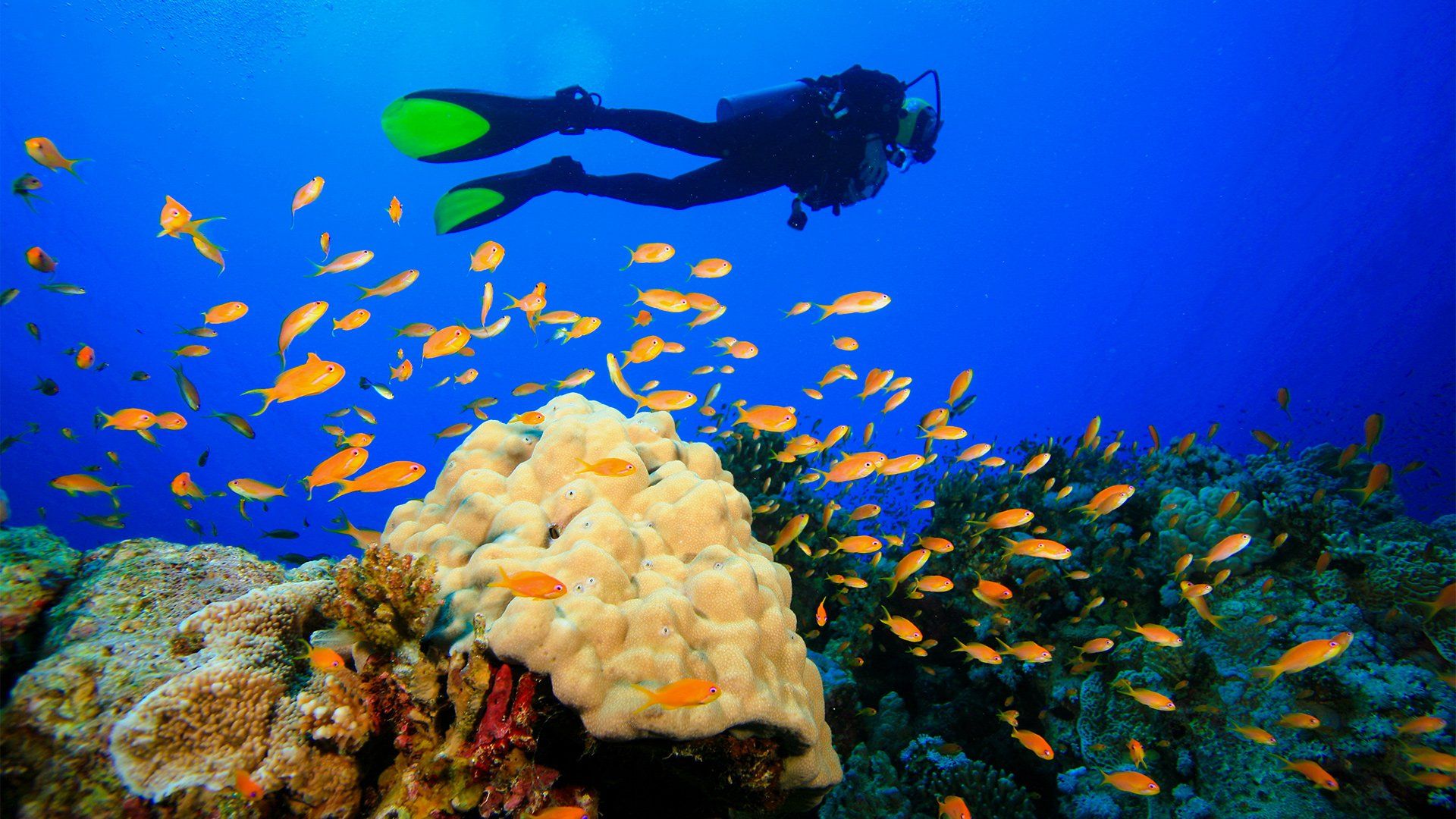 Scuba diver swims near a coral reef, surrounded by schools of orange fish in blue water.
