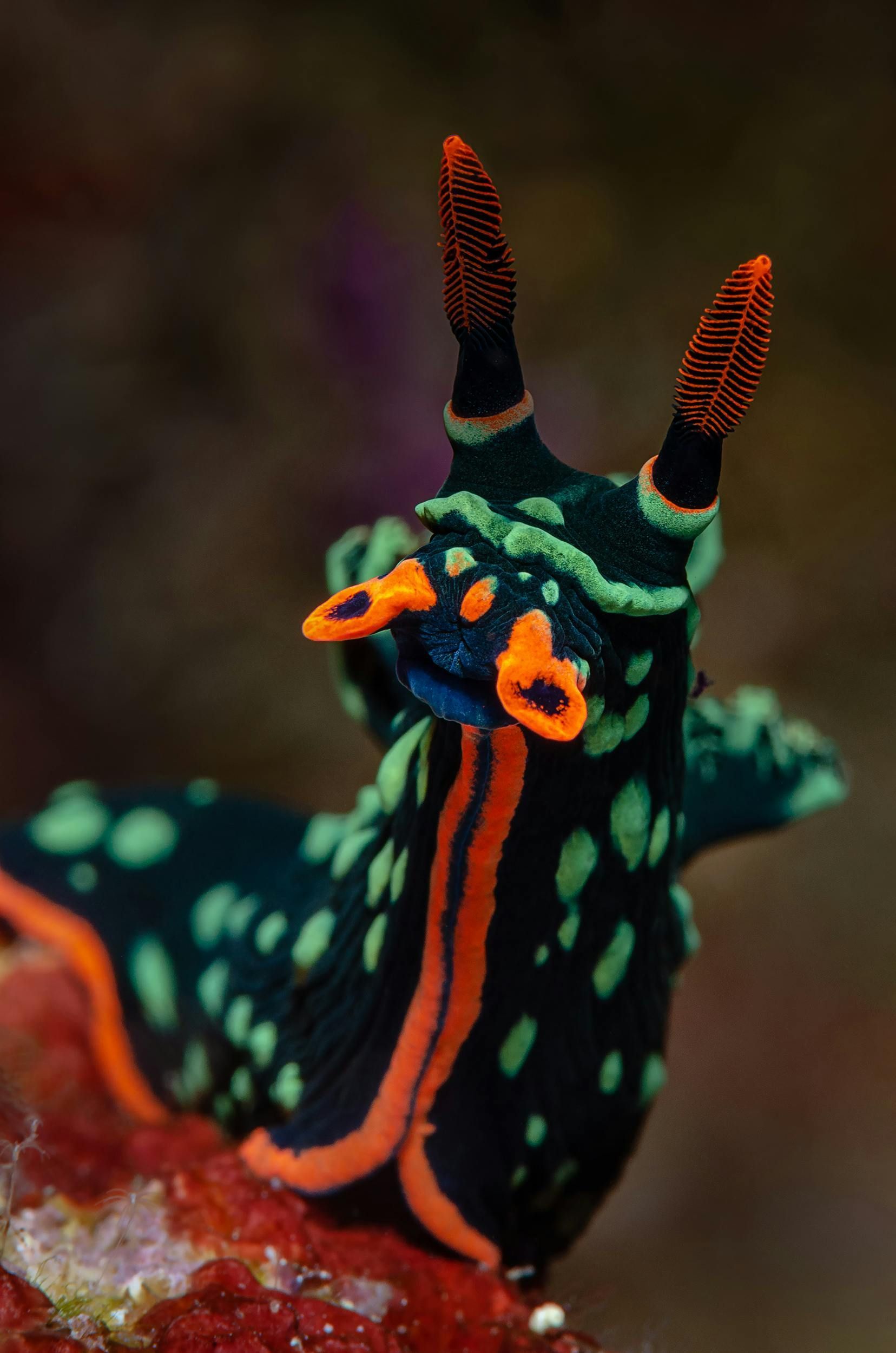 Sea slug with black body, orange and green markings, and two tall orange-tipped antennae.