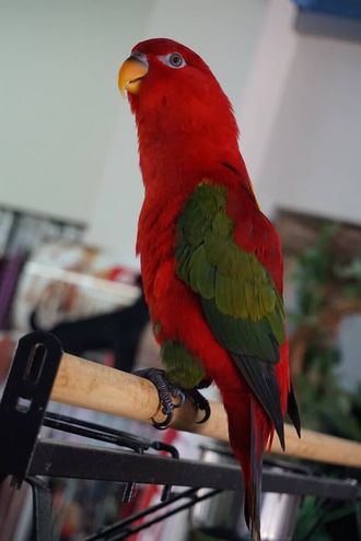 Parrot — Birds & Bird Accessories in Manunda, QLD