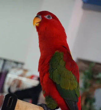 Parrot — Birds & Bird Accessories in Manunda, QLD