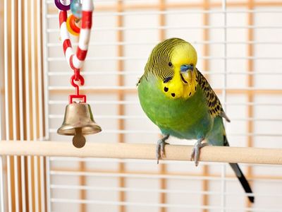 Pet bird outlet accessories