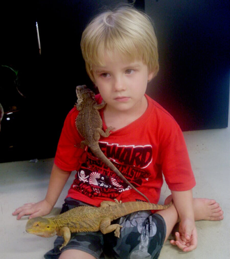 Child Playing with his Pet Bearded Dragons — Reptiles & Reptile Accessories in Manunda, QLD