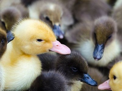 Ducks — Poultry in Manunda, QLD
