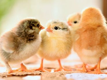Chicks — Poultry in Manunda, QLD