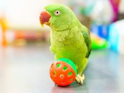 Parrot — Pet Services in Manunda, QLD