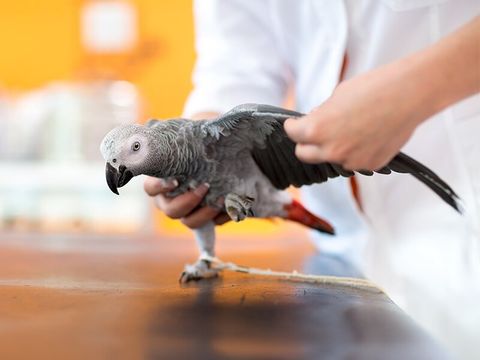 Bird Wing Cutting — Pet Services in Manunda, QLD