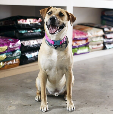 Dog Inside the Pet Store — FAQs in Manunda, QLD