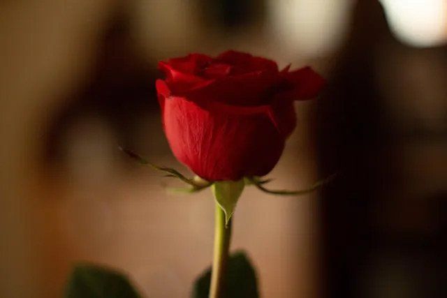 Why Choose Waters & Sons Funeral Directors Southampton
