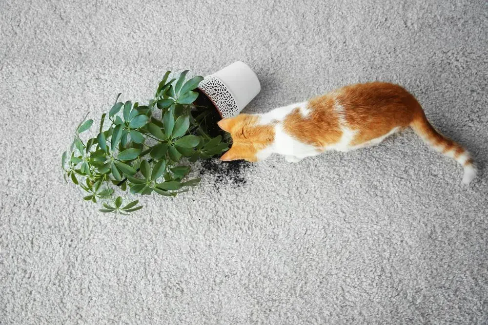 Orange and white cat investigating a tipped-over potted plant, surrounded by soil, on a gray carpet.