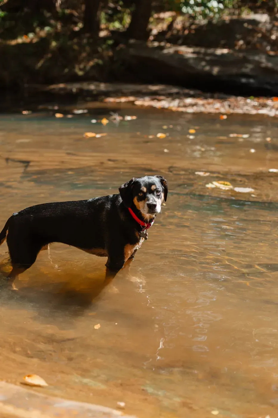 Dog in Lake at Ilion Apartments.