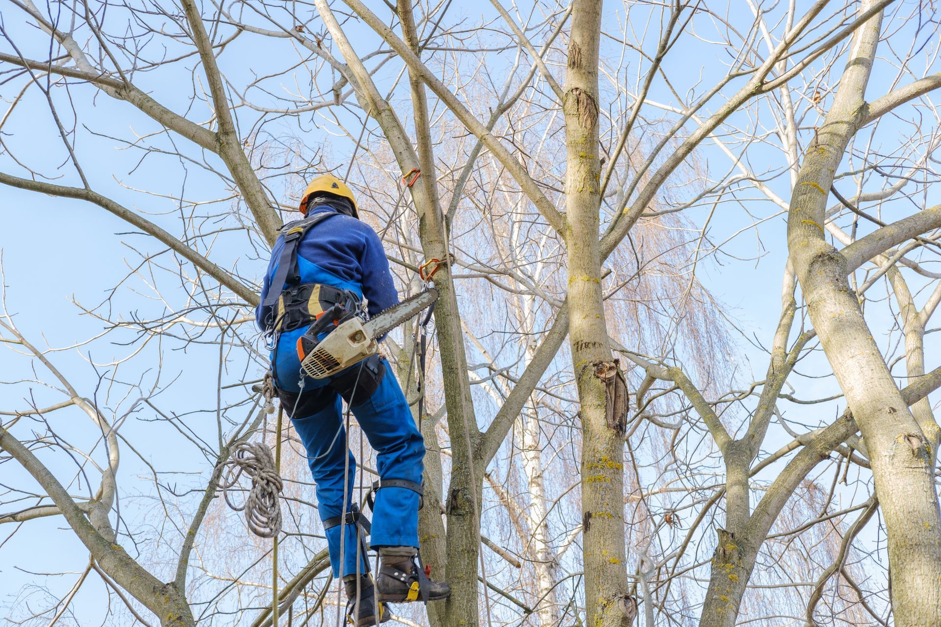 Arborist safely pruning tree in Tyers, VIC
