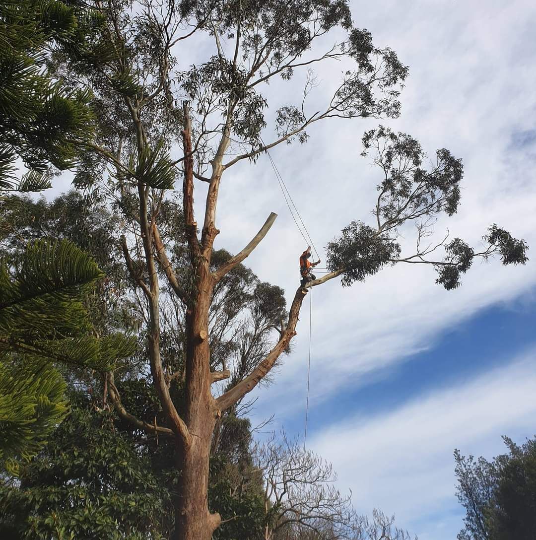 Tree pruning | Latrobe Valley, VIC | Rob's Tree Service